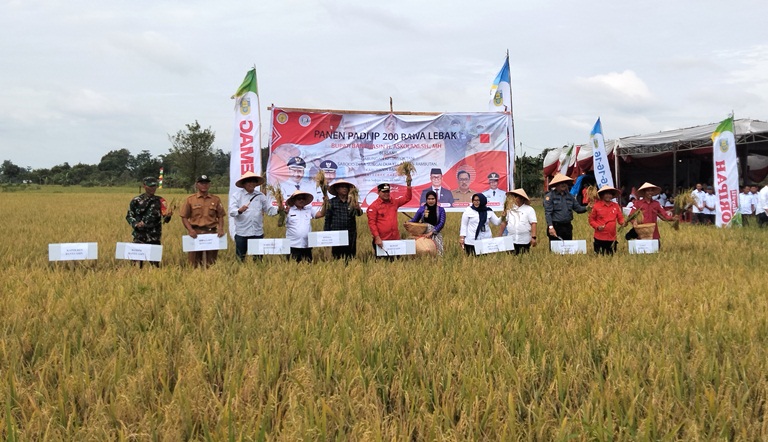 Panen Raya Di Sungai Dua Askolani Ajak Bangkitkan Pertanian Di Banyuasin