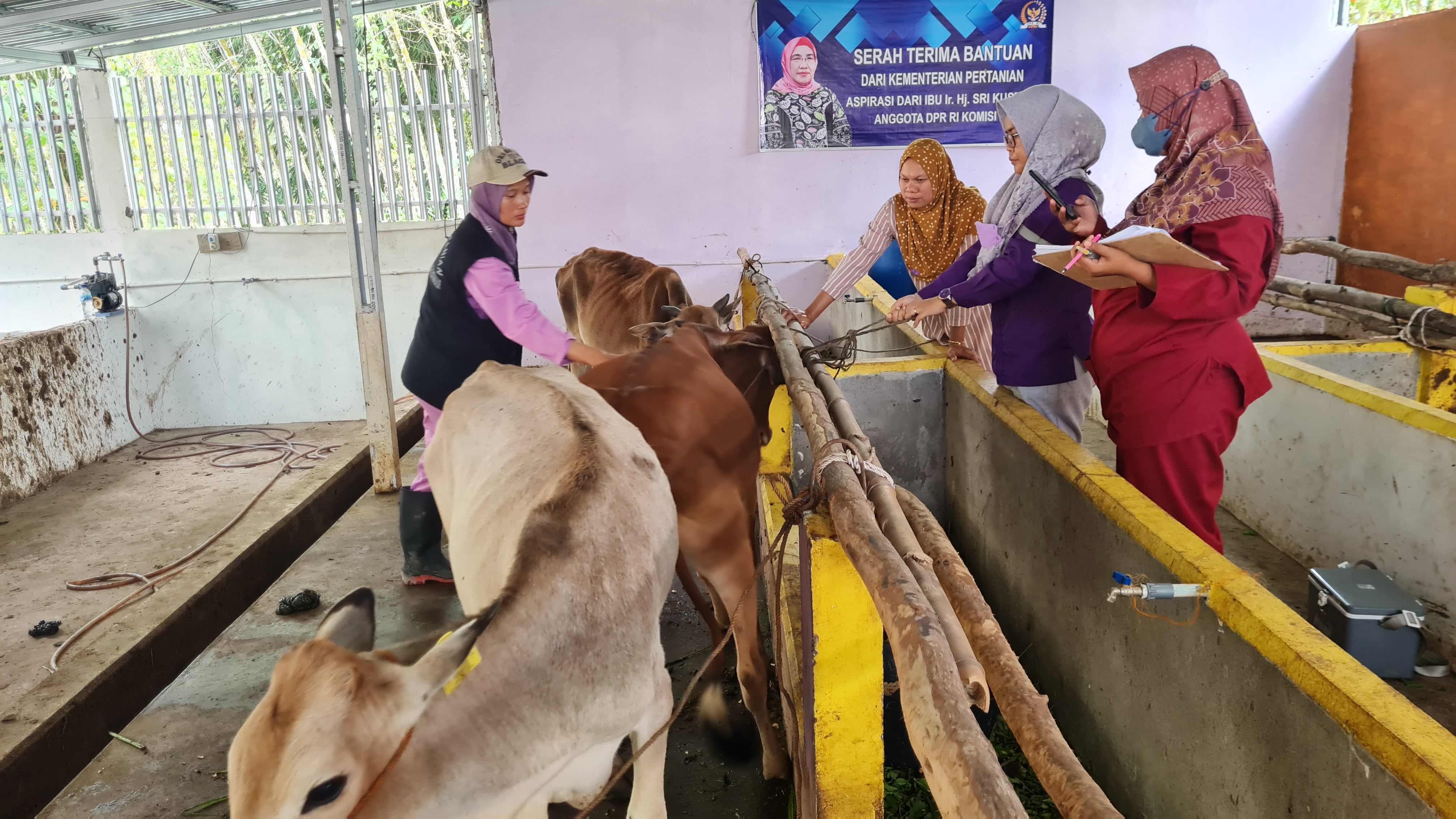 Meski Sudah Vaksin, Ternak Sapi di PALI Masih Kena Cacar Kulit