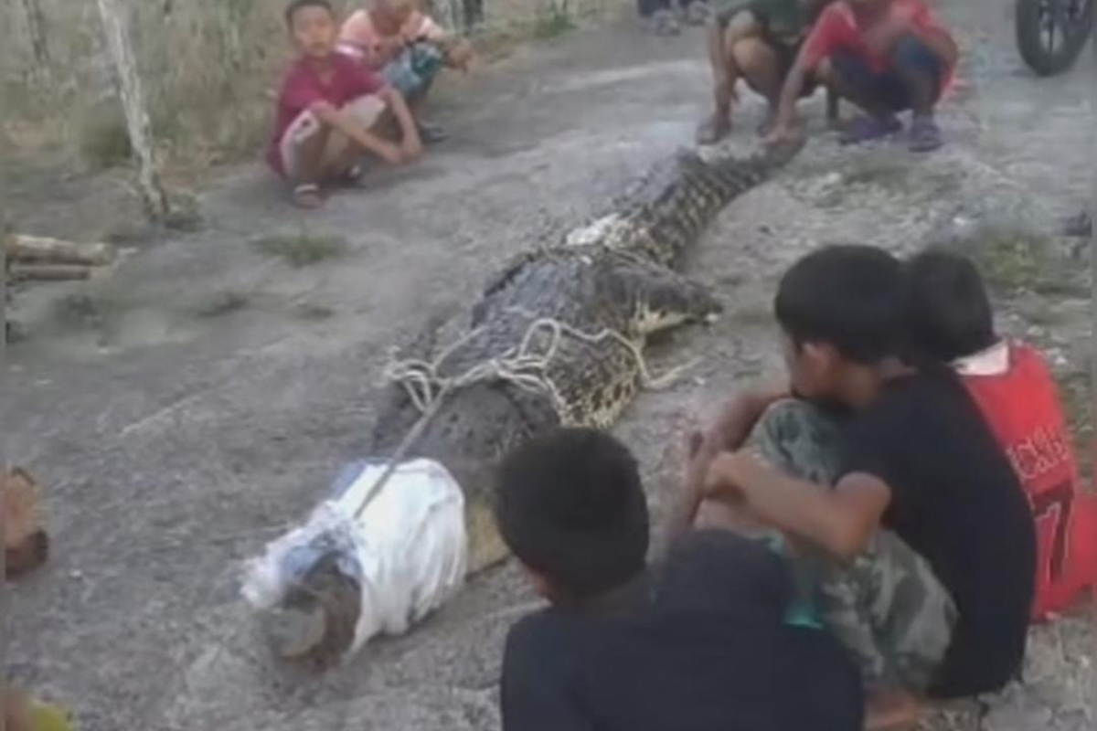 Warga Tanjung Sari Sukomoro Geger, Penangkapan Buaya Sepanjang 3 Meter di Kolam Pabrik Bihun