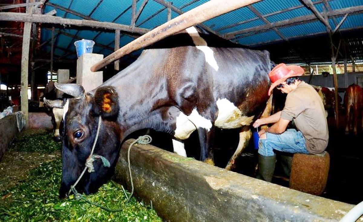 Kisah Pengusaha Pakan Ternak dari Ponorogo Ini Buktikan KUR BRI Bisa Bikin Usaha Berkembang