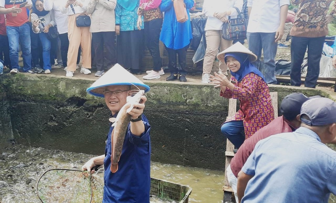 Peternak Ikan Pagaralam Panen Mandiri Tanpa Bantuan Langsung Pemerintah 