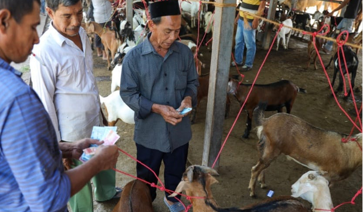 Wajib Tau! Ini Cara Memilih Hewan Kurban Sesuai Tuntunan Islam