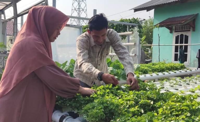 Bisnis Sayur Hidroponik, Pasutri di Palembang Panen Cuan