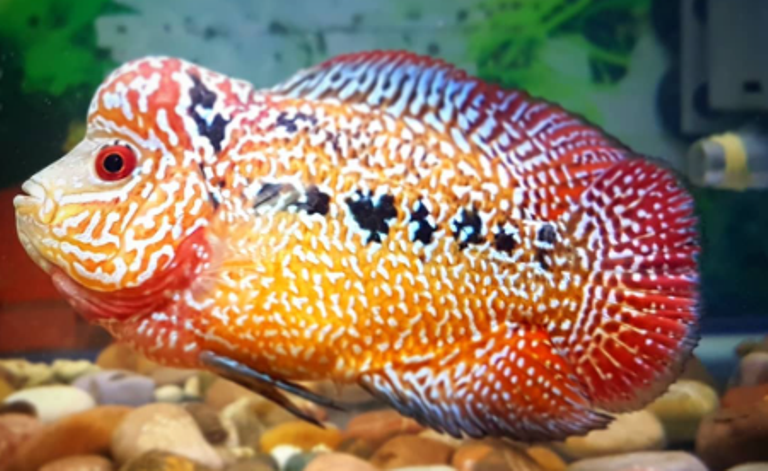 6 Hal Penting Dalam Memelihara dan Merawat Ikan Louhan yang Wajib Pemula Ketahui