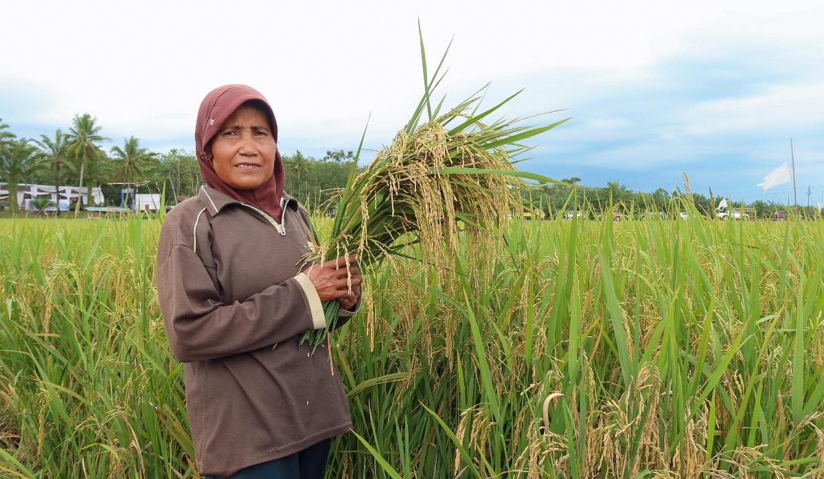 Dukung Program Ketahanan Pangan Nasional, Electrifying Agriculture Hadir di Seluma Bengkulu 