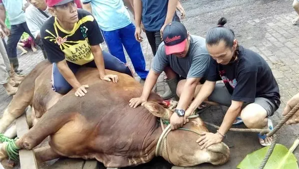 Apakah Boleh Menyembelih Hewan Kurban Sampai Lehernya Putus? Berikut Ketentuannya