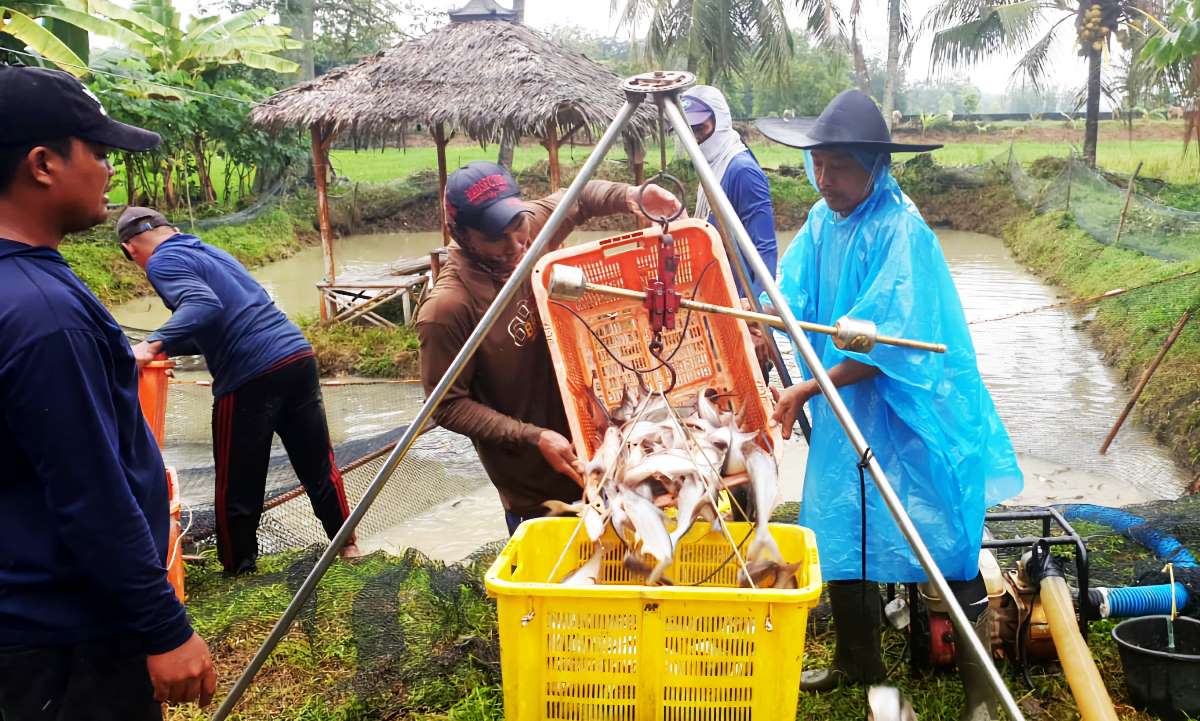 Hanya 6 Bulan, Pokdakan Porda Berkah OKU Timur Sukses Panen 2 Ton Patin