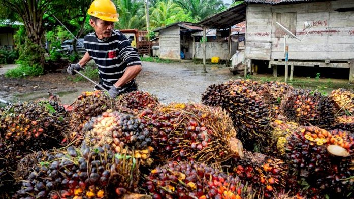 9 Juta Lahan Sawit Tunggak Pajak, Ada di Sumsel?