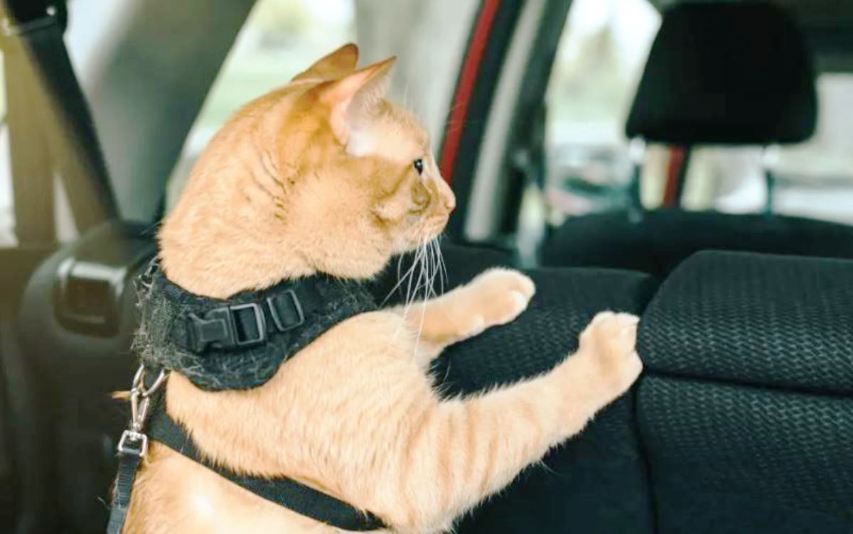 Penting Jaga Kebersihan Kabin Mobil saat Bawa Hewan Peliharaan, Berikut Tips dan Triknya