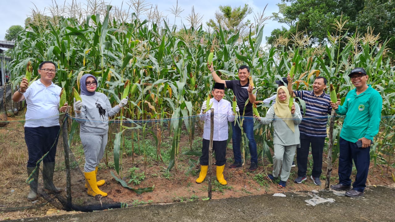 Dulu Semak Belukar, Sekarang Panen Jagung di Kantor Bupati PALI 