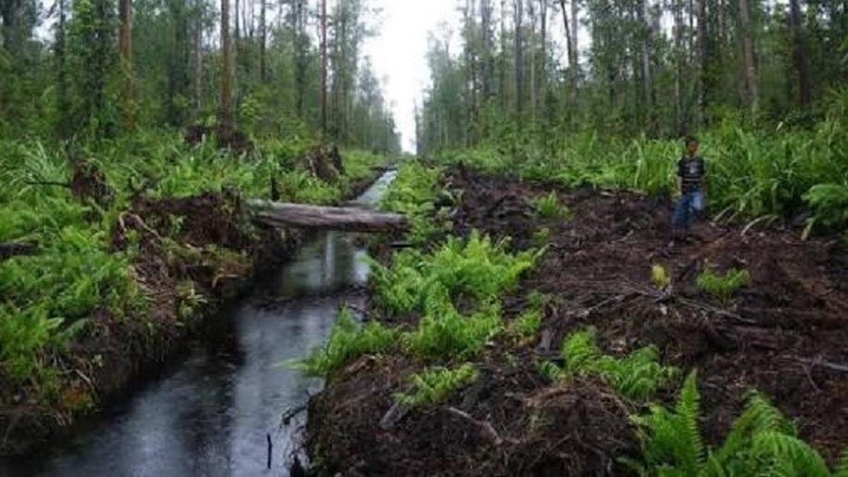 Waspada Kebakaran Hutan di Lahan Gambut, Puncak Kemarau Diprediksi pada Agustus dan September