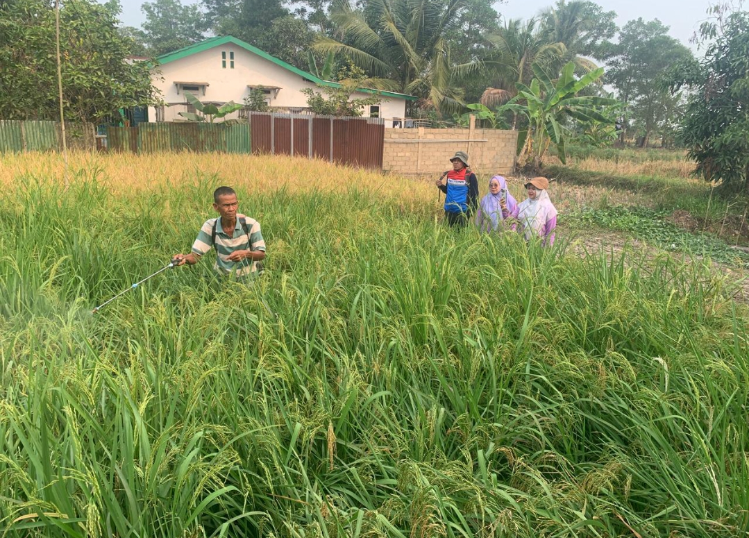 Pertamina Patra Niaga Kilang Plaju Perkuat Petani Rawa Lebak Sungai Rebo Lewat Mina Padi, Ini Hasil Gabahnya 