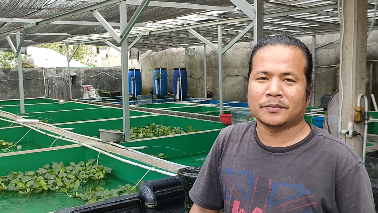 S7 Goldfish Farm, Peternakan Mas Koki Terbesar di Palembang, Penghobi Ikan Buncit Wajib Datang Kesini