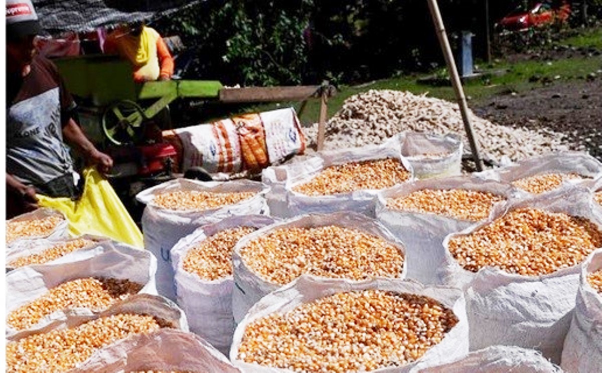 Desa Daenaa Panen 3.600 Ton Jagung Setiap Tahun, Ekonomi Desa Makin Moncer dengan AgenBRILink dan BRImo