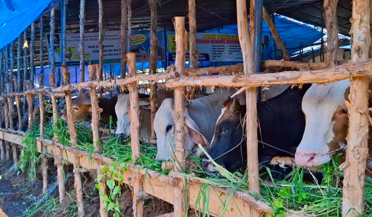 Pusat Penjualan Hewan Kurban di Palembang, Bisa Cek dan Pilih Langsung, Ini Pasaran Harganya 