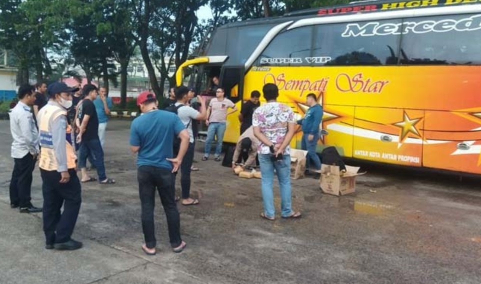 BREAKING NEWS: Bus AKAP Asal Aceh Sempati Star Selundupkan 30 Kg Ganja   