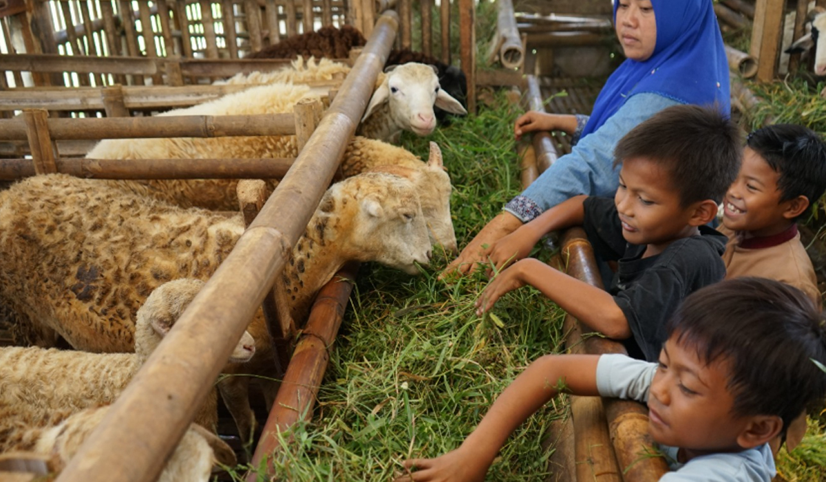 Belum Aqiqah Apakah Boleh Berkurban? Yuk Simak Penjelasanya di Sini
