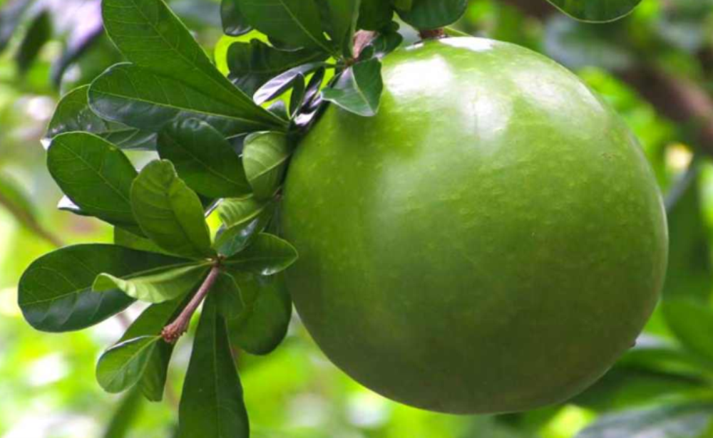 Mirip Melon, Buah Berenuk Dipercaya Punya Banyak Manfaat Kesehatan, Sebagai Penawar Racun Ular