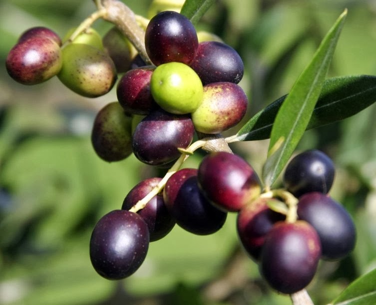 Ini Dia Buah Zaitun, Si Pelindung Kesehatan Tubuh dan Mental
