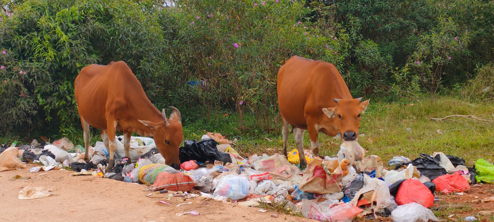 Tahun Baru, Wong Palembang Buang 900 Ton Sampah 