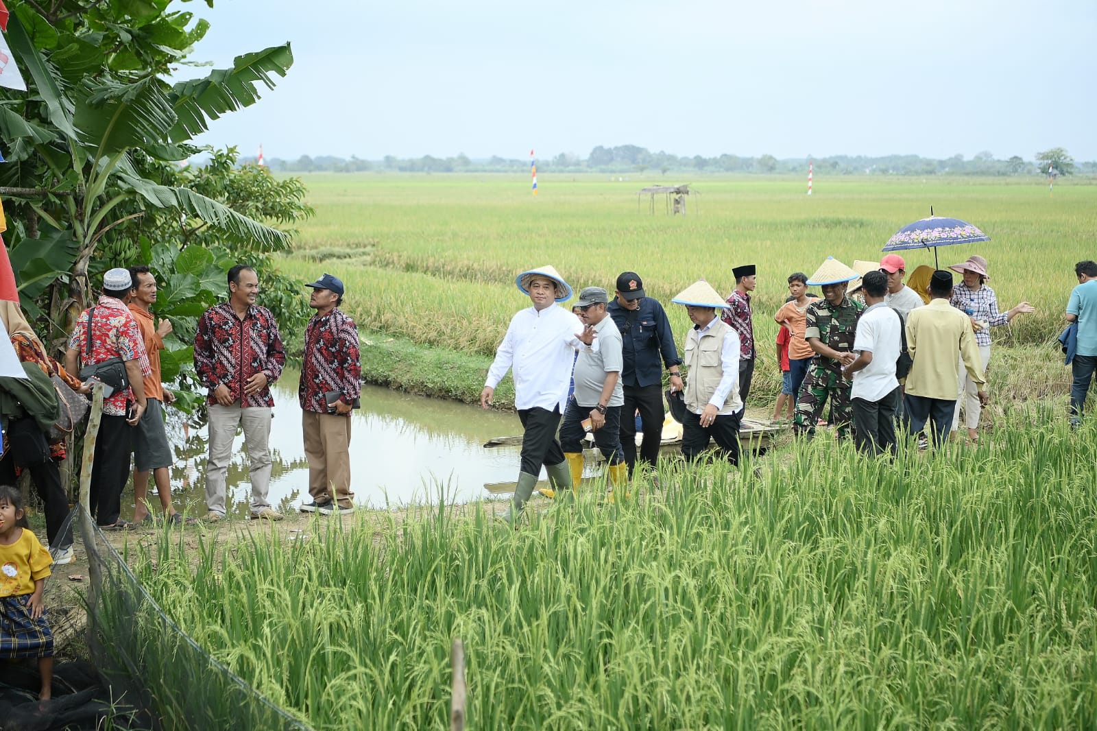 IP200 Panen 8 Ton Per Hektare  di Banyuasin