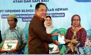 Cik Ujang Sumbang 30 Sapi dan 900 Ayam 