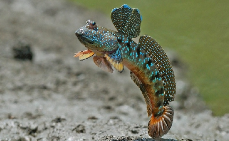 Nama Ikan Ini Mudskipper 'Glodok', Mulai Banyak Dipelihara Sebagai Ikan Hias, Banyak Terdapat di Sungai Musi