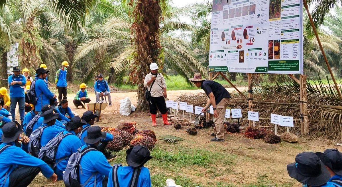 Petani Sawit OKU Belajar Kenali Benih Unggul, Cegah Salah Pilih Bibit