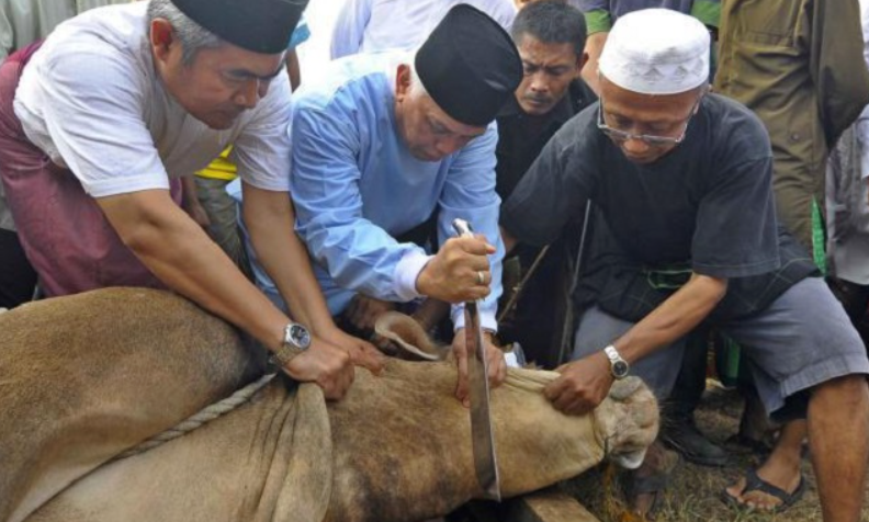 Selain Bentuk Syukur Pada Allah SWT, Ini Keutamaan dan Manfaat Berkurban