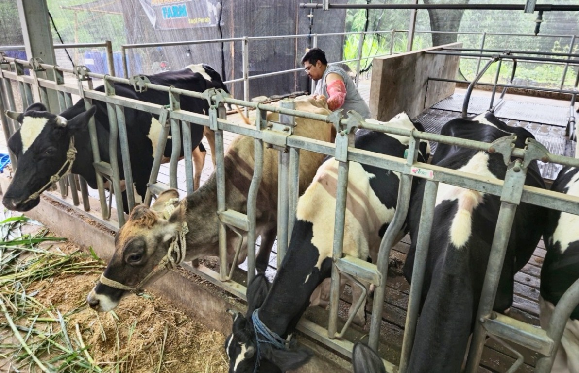 BRI Peduli Tingkatkan Kapasitas Peternak Sapi Perah di Malang Lewat Program Klaster Unggulan