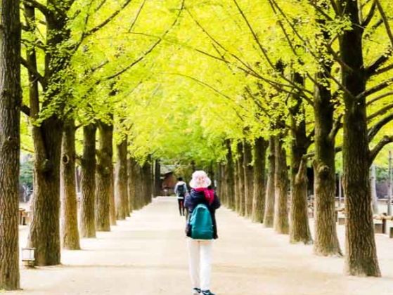 Pemenang Telkomsel Annyeong Korea Bakal ke Gyeongbokgung Palace dan Nami Island, Buruan Ikutan Programnya