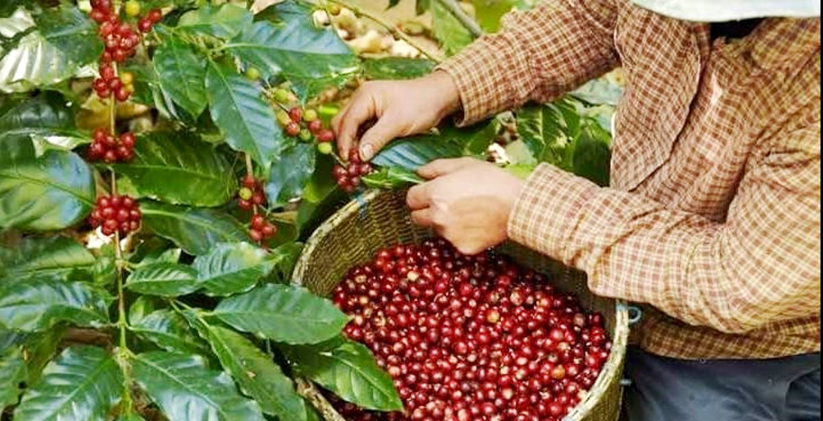 Girangnya Petani Kopi di Lahat, Harga Sentuh Rp65 Ribu, Berebut Jual