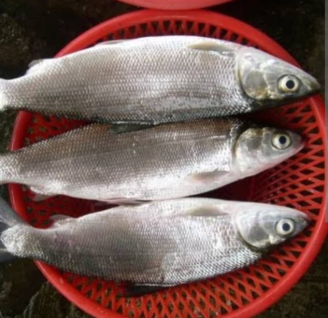 Saat Imlek Ikan Bandeng  Selalu Ada, Berharap di Tahun Baru  Hidup Lebih Makmur