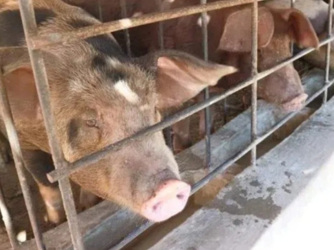 Gawat, Singapura Stop Impor Daging Babi, Bagaimana Nasib Peternakan di Palembang?