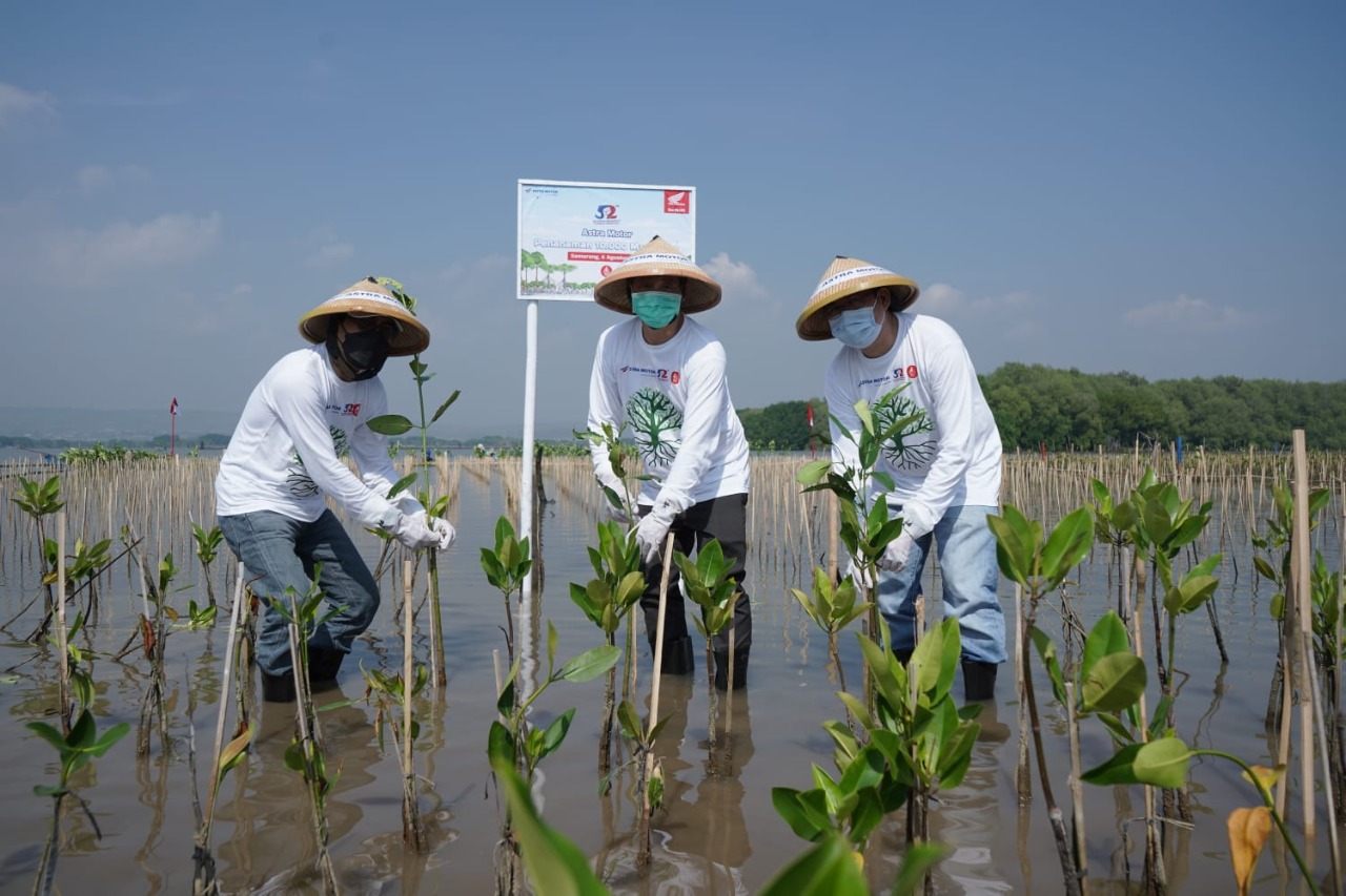 Penutupan Rangkaian HUT ke 52, Astra Motor Tanam 10.000 Mangrove   