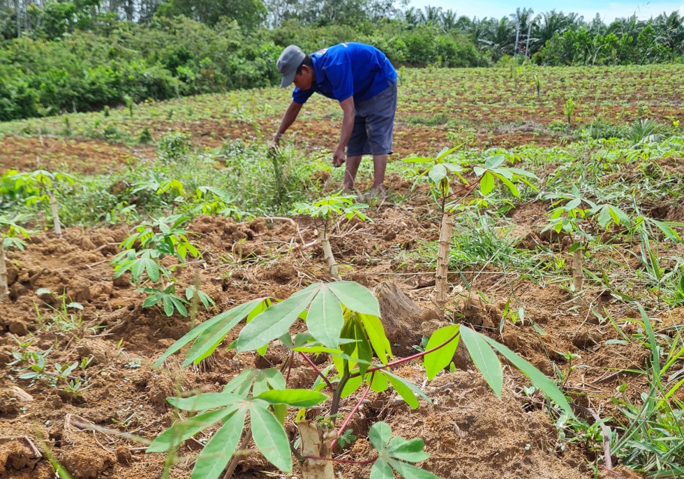 Alasan Petani PALI Babat Karet Bikin Miris, Pemerintah Beri Bibit Ini