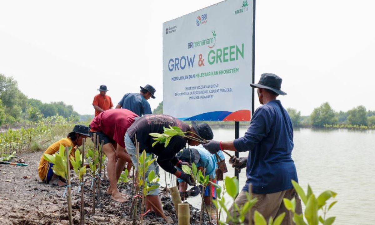 Peringati Hari Mangrove Sedunia, BRI Pertegas Komitmen Selamatkan Lingkungan Lewat Perbaikan Ekosistem Pesisir