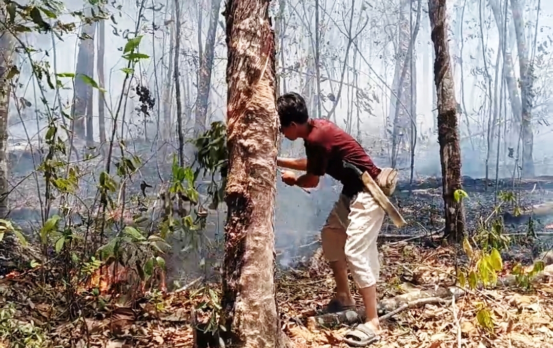Ratusan Hektare Kebun Karet di Jerambah Besi Terbakar, Banyak Petani Menangis 