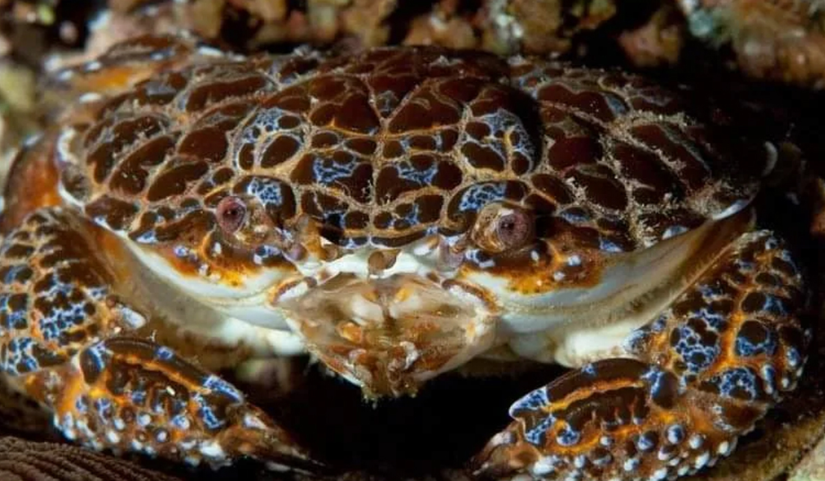 Influencer Ini Tewas Usai Bikin Konten Makan Kepiting Beracun 'Devil Crab'