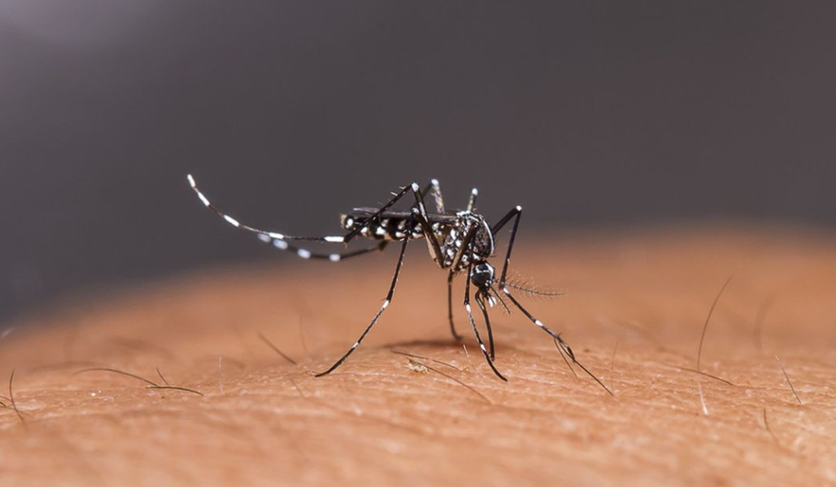 Waspada! Diperkirakan Puncak Kasus DBD di Sumsel Terjadi pada Januari-Februari