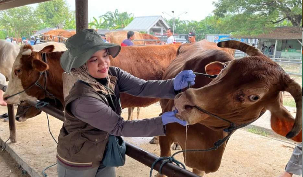 Penting! Ketentuan dan Tata Cara Penyembelihan Hewan Kurban 