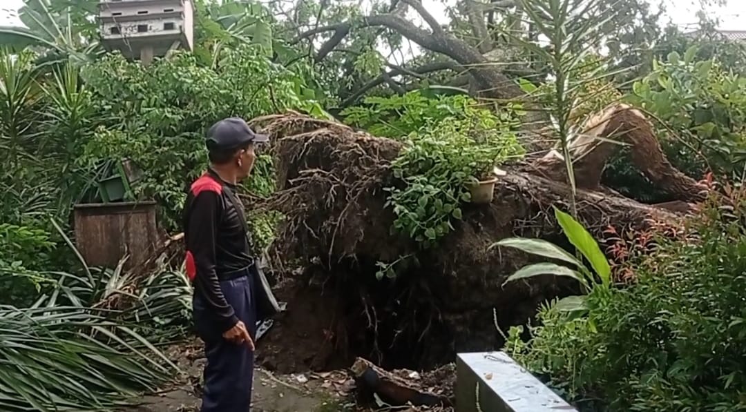 Puting Beliung Bikin Pohon Roboh dan Timpa Rumah Warga di  Komplek BSD  Palembang