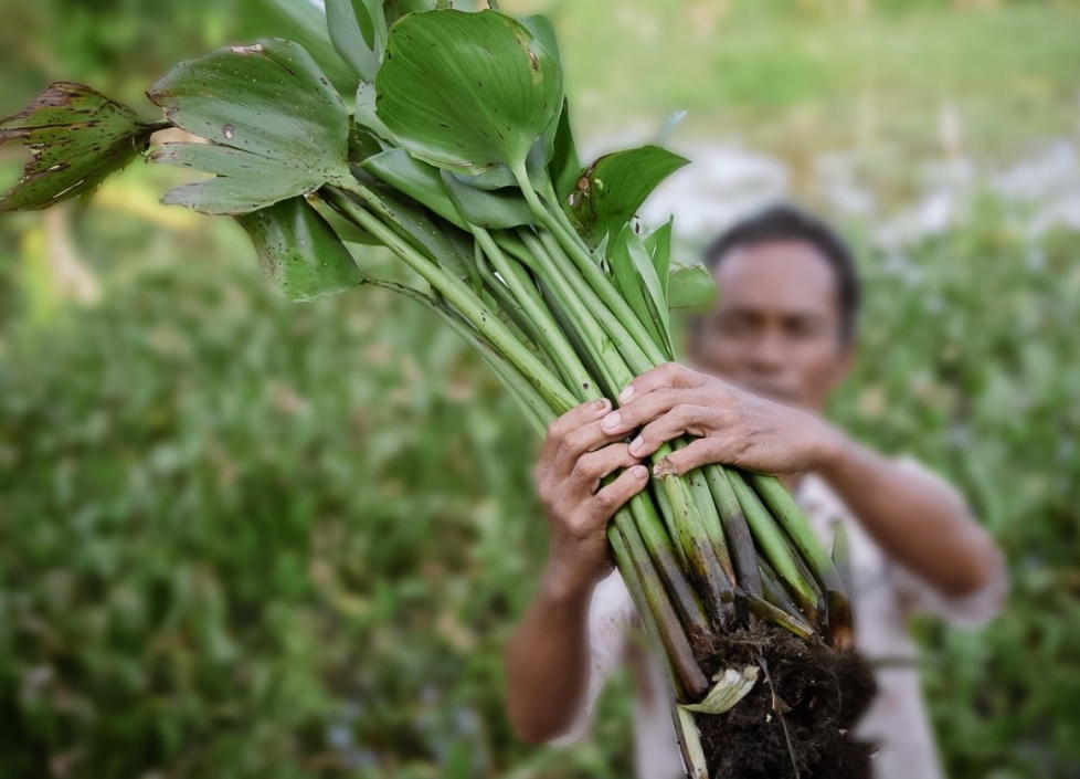 Berdayakan Pemuda Kelola Eceng Gondok, Kilang Pertamina Plaju Peroleh Penghargaan IGA 2025