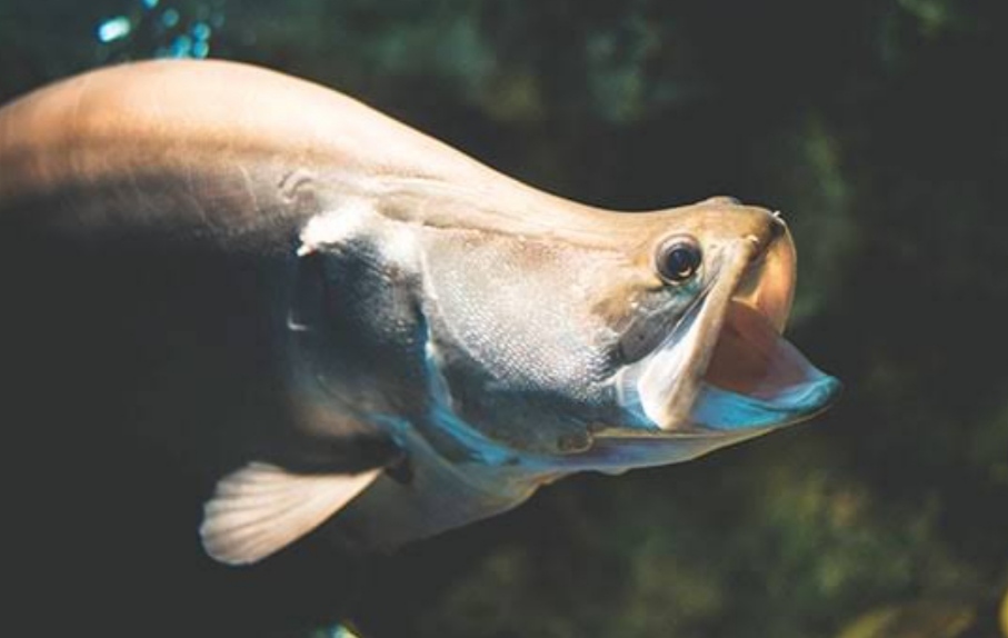 5 Fakta Ikan Belida, Maskot Air Mancur Kota Palembang