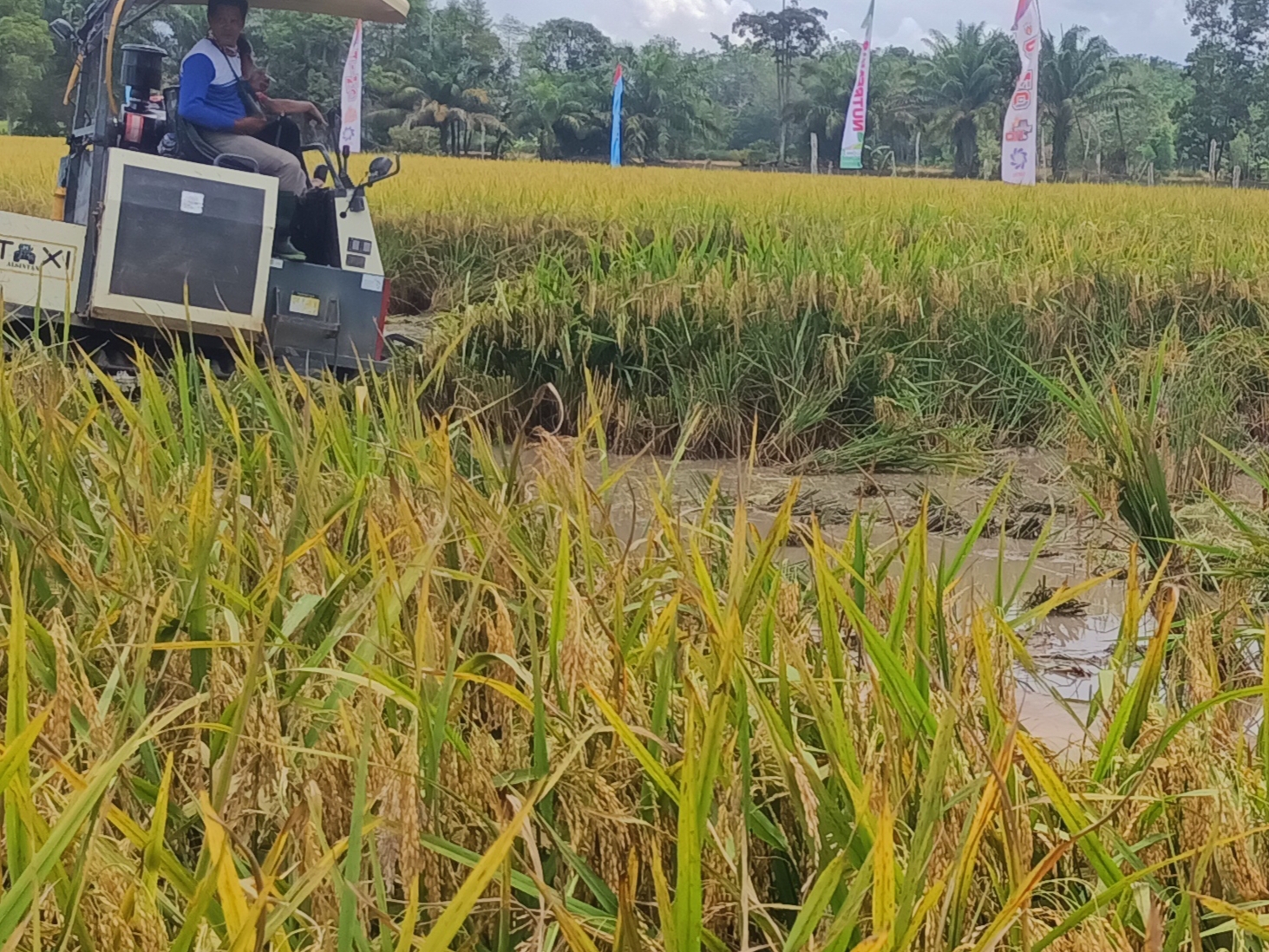 Waspada Harga Beras Naik, Musim Panen Padi 2024 Dipastikan Mundur