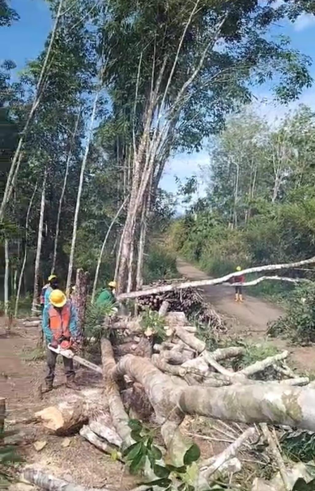 PLN Gencarkan Pemeliharaan Jaringan di Musi Rawas Utara untuk Antisipasi Cuaca Ekstrim