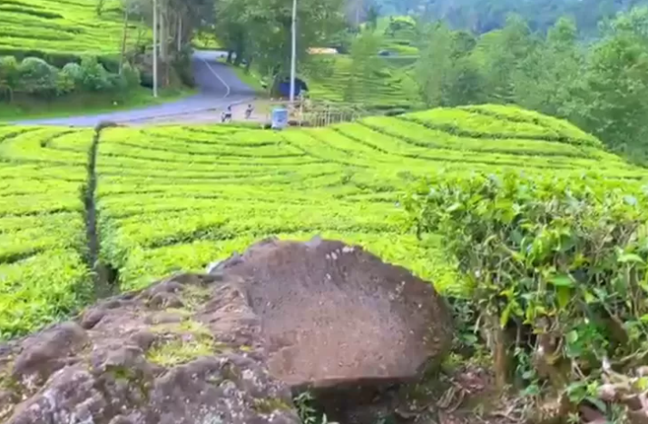 Parah, Bukannya Berwisata Wanita Ini Buat Video Cabul di Kebun Teh Ciwidey