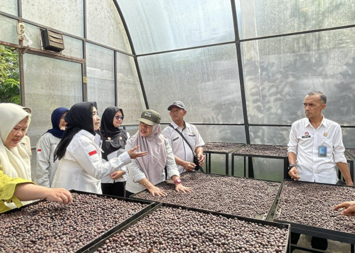 Kemenkum Sumsel Pantau Mutu Kopi Robusta Lahat sebagai Produk Indikasi Geografis, Dorong Pendapatan Petani 
