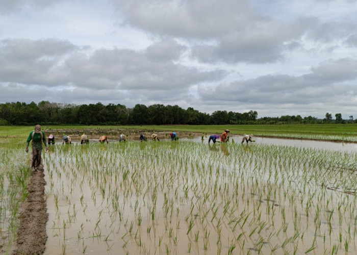 Kisah Klaster Lumbung Pangan Bhakti Tani di Palembang, Tumbuh Bersama BRI Melalui Program Klasterku Hidupku