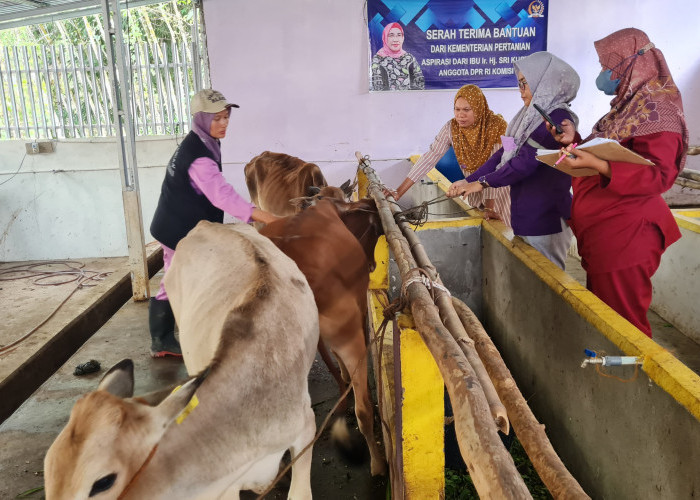 Meski Sudah Vaksin, Ternak Sapi di PALI Masih Kena Cacar Kulit